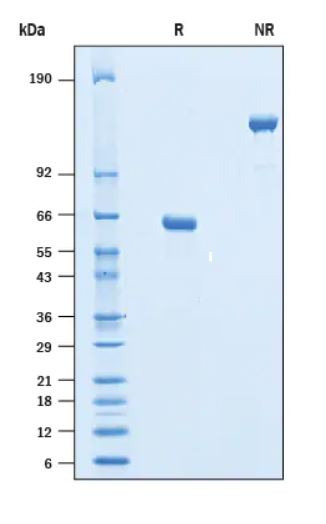 2 μg/lane Protein  was resolved with SDS-PAGE under reducing (R) and non-reducing (NR) conditions and visualized by Coomassie® Blue staining.